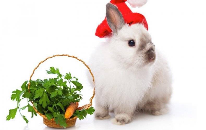 Можно ли кормить кроликов укропом