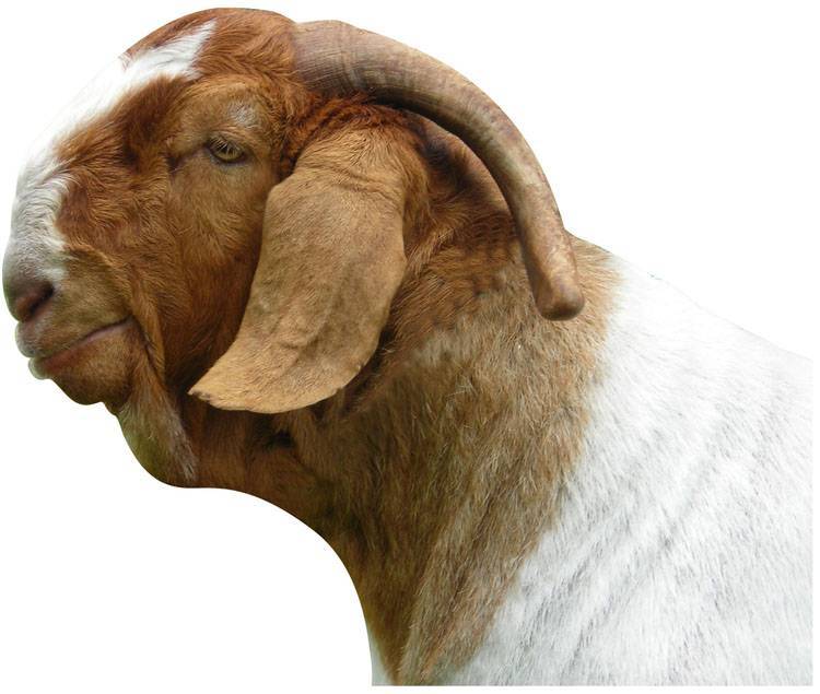 Обзор чешских коз – главные характеристики и особенности содержания