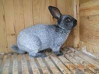 История возникновения и характеристика кроликов полтавское серебро