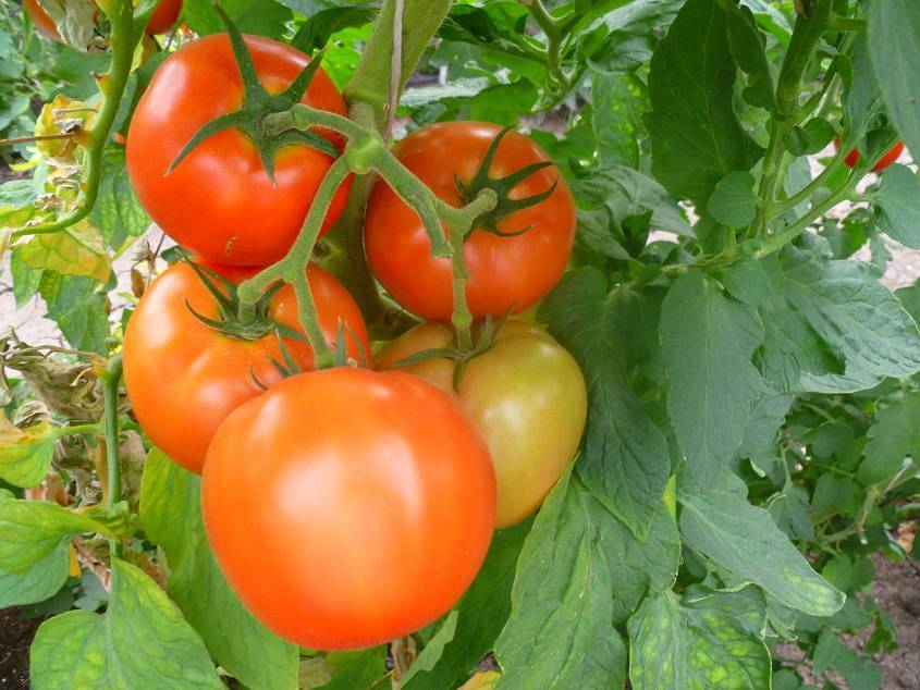 Характеристики и описание сорта томата Соседская зависть f1