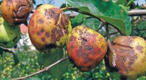 Болезни груши — оранжевые пятна на листьях, чем лечить ржавчину, как обработать и как избавиться