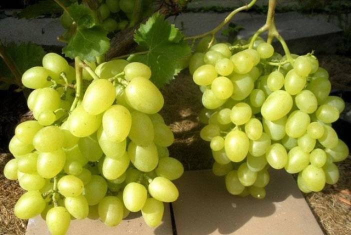 Виноград аркадия: 110 фото и пошаговое видео выращивания винограда сорта аркадия