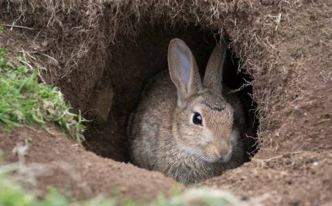 Чем отличается заяц от кролика?