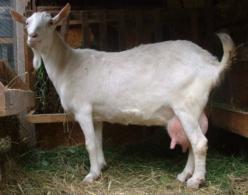 Сколько молока дает домашняя коза в сутки