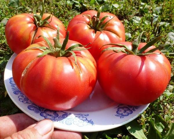 Сорт томатов любимый праздник – находка для дачников