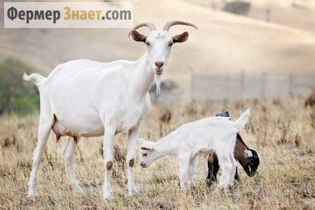 Составление рациона для коз по нормам кормления