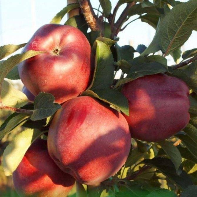 Яблоня феникс алтайский — описание сорта, фото, отзывы