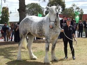 Андалузская порода лошадей — описание и характеристика