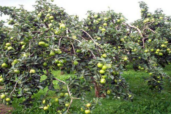 Карликовая яблоня для сибири и урала сорта чудное, как ее посадить
