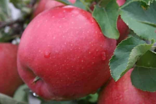 Как вырастить яблони сорта услада у себя в саду: разбираемся в вопросе