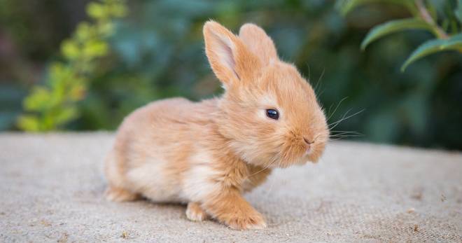 Карликовые кролики: уход и содержание