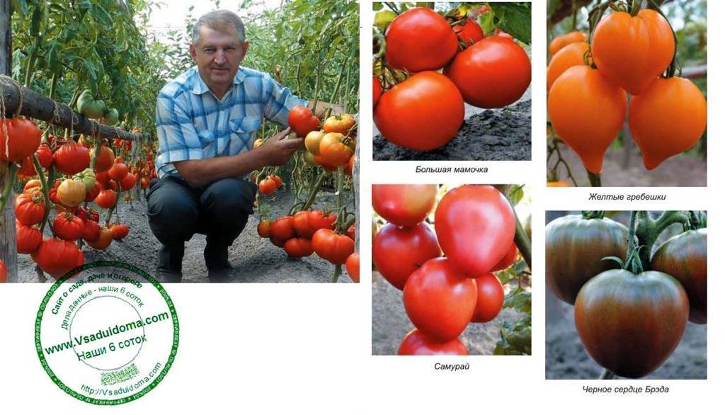 Гигантские вкуснейшие оранжевые плоды – томат «клубника оранжевая»