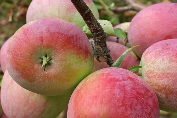 Неприхотливая глостер яблоня: описание сорта с фото — особенности выращивания