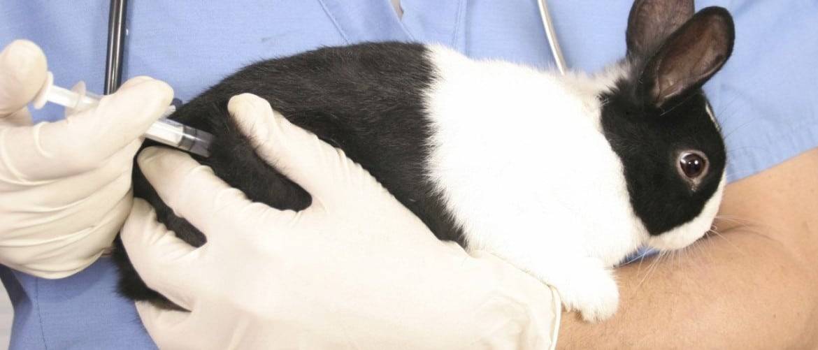 Вакцина раббивак v для кроликов: инструкция по применению
