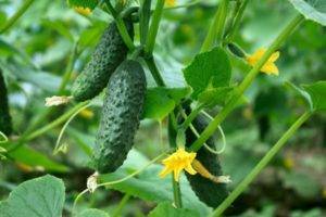 Огурец седрик f1: описание и характеристика сорта, урожайность с фото