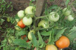 Гибрид томата «аврора f1»: фото, отзывы, описание, характеристика, урожайность