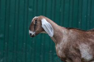 Нубийские козы: описание и рекомендации по разведению
