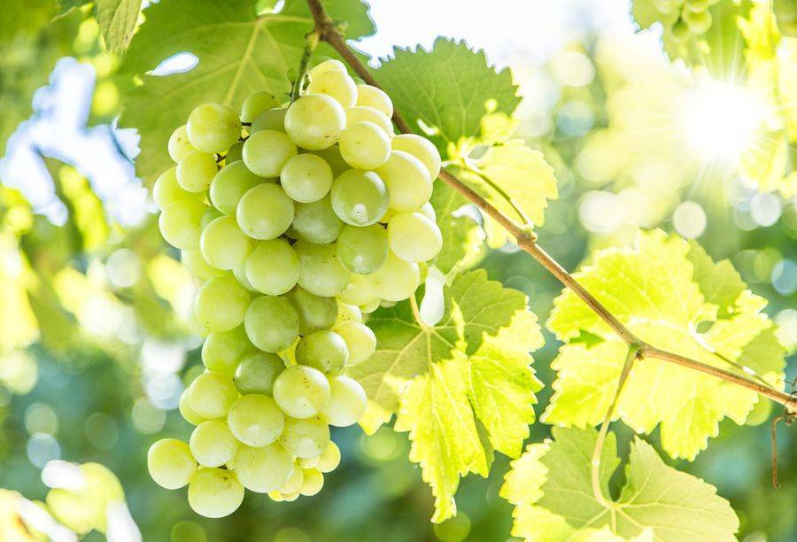 Виноград сорта супер-экстра (цитрин): особенности посадки и выращивание