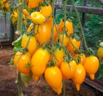 Сорт томата «краснобай f1»: описание, характеристика, посев на рассаду, подкормка, урожайность, фото, видео и самые распространенные болезни томатов