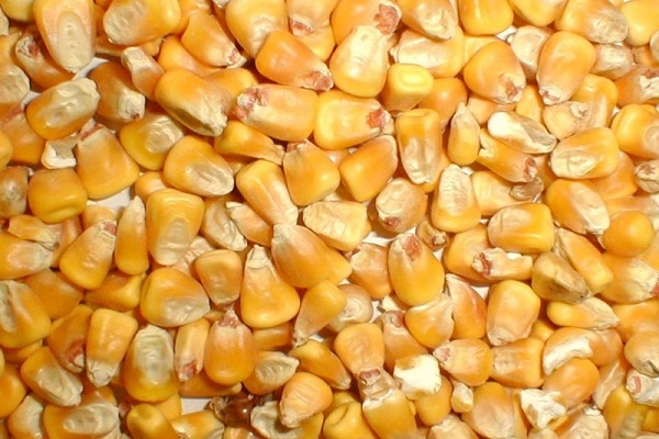 Лучшие сорта фуражной кормовой кукурузы, как отличить от пищевой