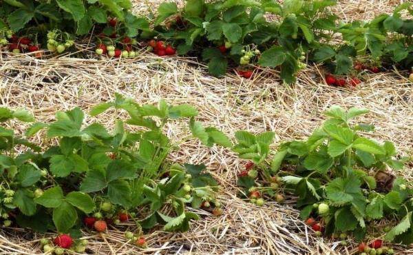 5 хитростей, которые помогут увеличить урожай клубники в 2-3 раза