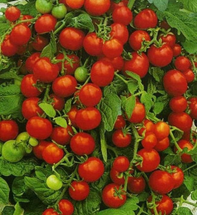 Штамбовые томаты: что это такое, лучшие сорта для открытого грунта и теплиц, ранние, урожайные и крупноплодные