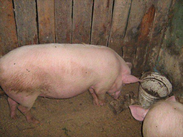 Короста у свиней: причины болезни, первые симптомы, правила лечения и профилактики