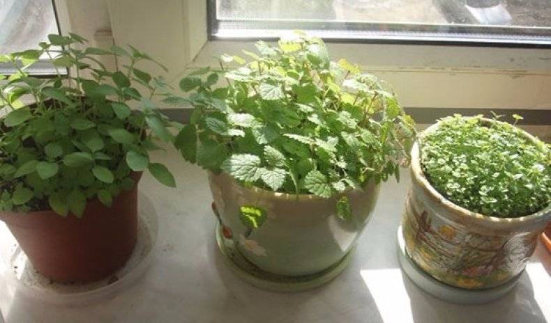 Как вырастить идеальный тимьян на подоконнике – все нюансы выращивания из семян и веточек