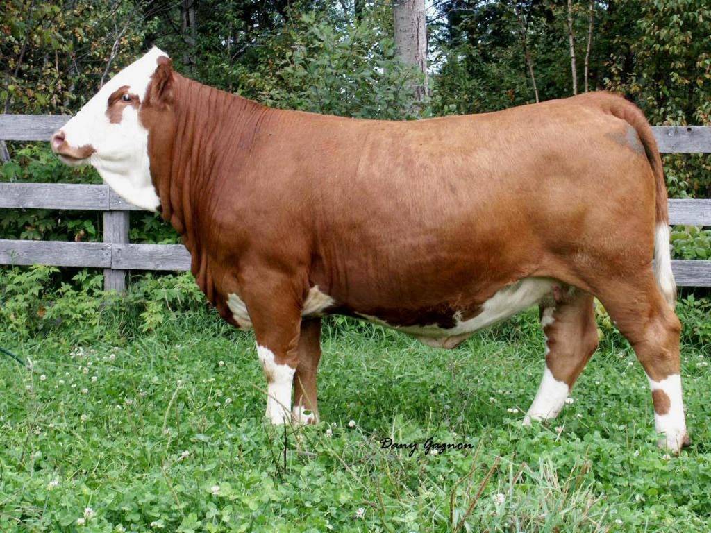 Описание и характеристика коров ярославской породы, их плюсы и минусы
