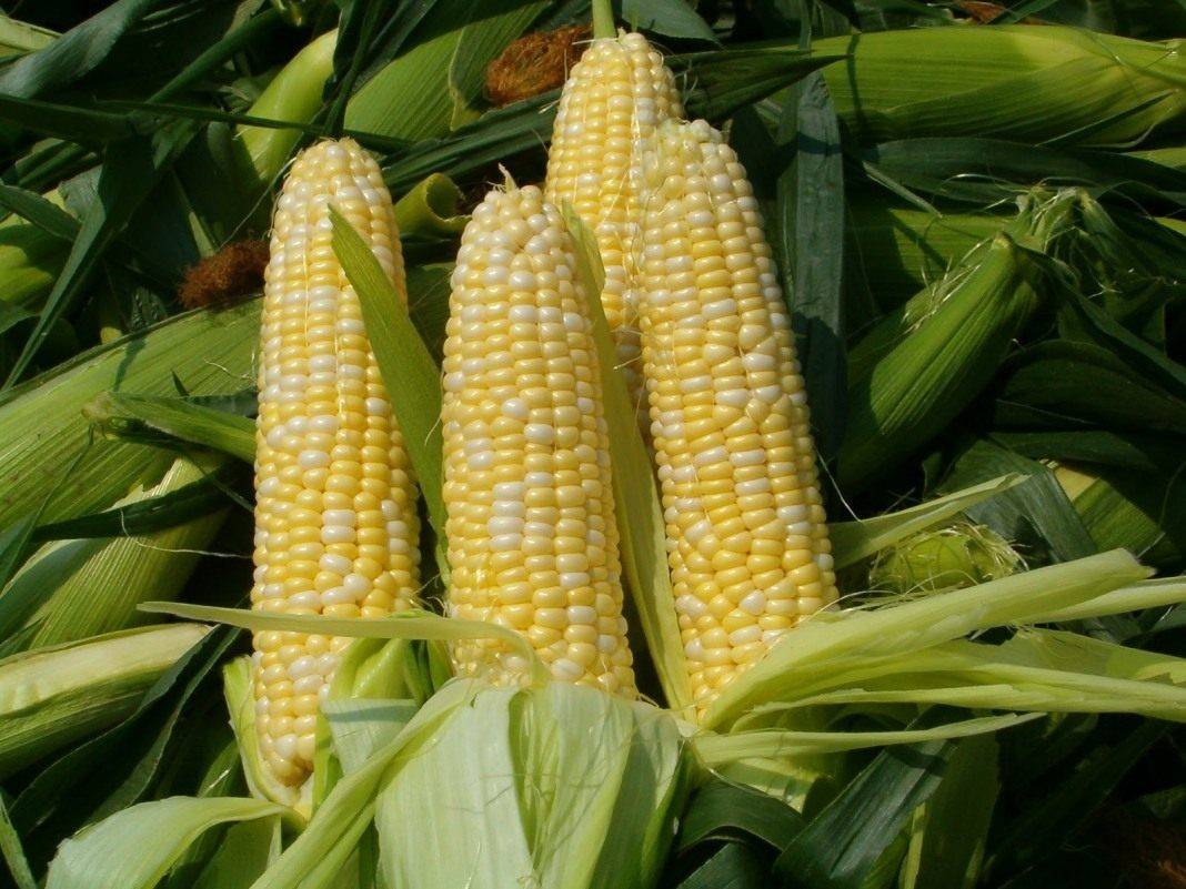 ТОП 50 лучших сортов сладкой кукурузы с описанием и выращиванием