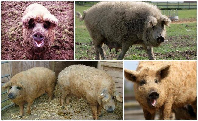 Венгерская мангалица свинья. описание, особенности, уход и цена венгерской мангалицы