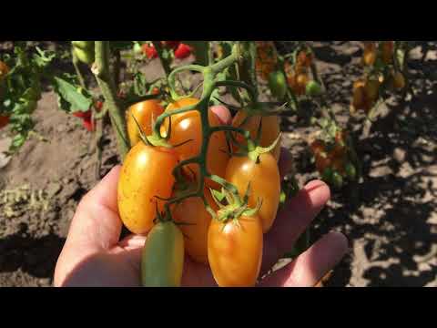 Мелкие сорта помидоров: обзор, описание, особенности выращивания. мелкоплодные сорта томатов