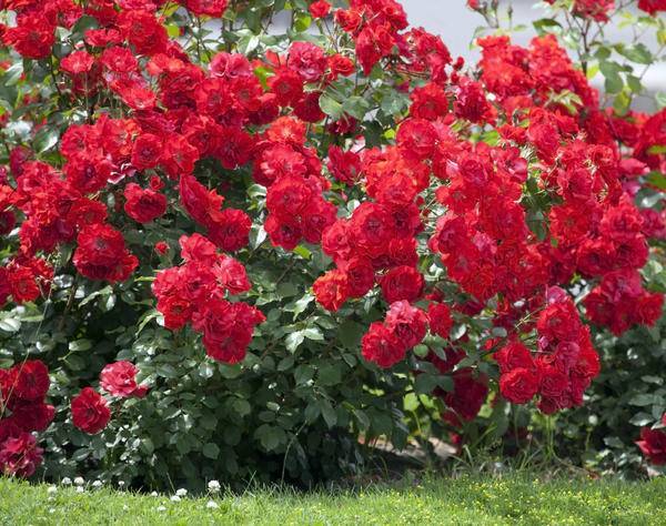 Как правильно посадить и выращивать кусты роз осенью в открытом грунте