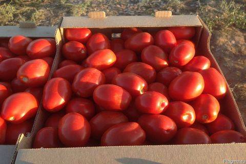 Характеристика и описание сорта томата Хайнц, его урожайность