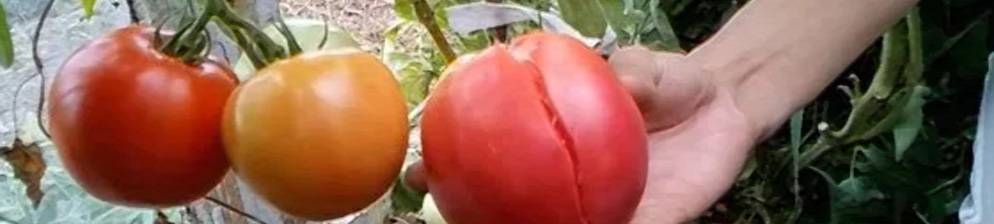 Почему трескаются томаты, и как этого избежать