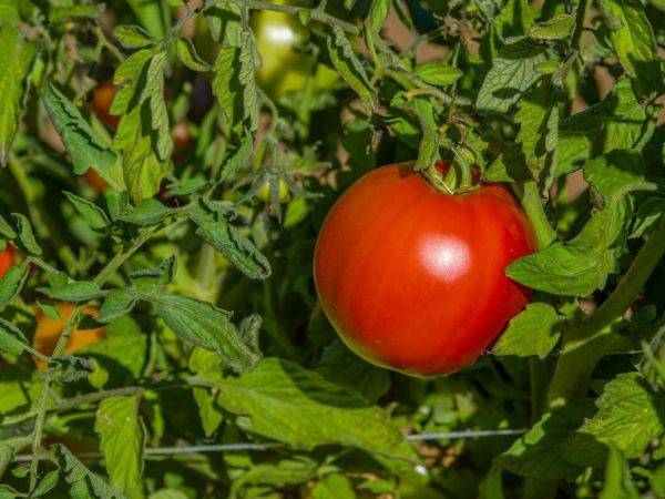 Сорт томата «оля f1»: описание, характеристика, посев на рассаду, подкормка, урожайность, фото, видео и самые распространенные болезни томатов
