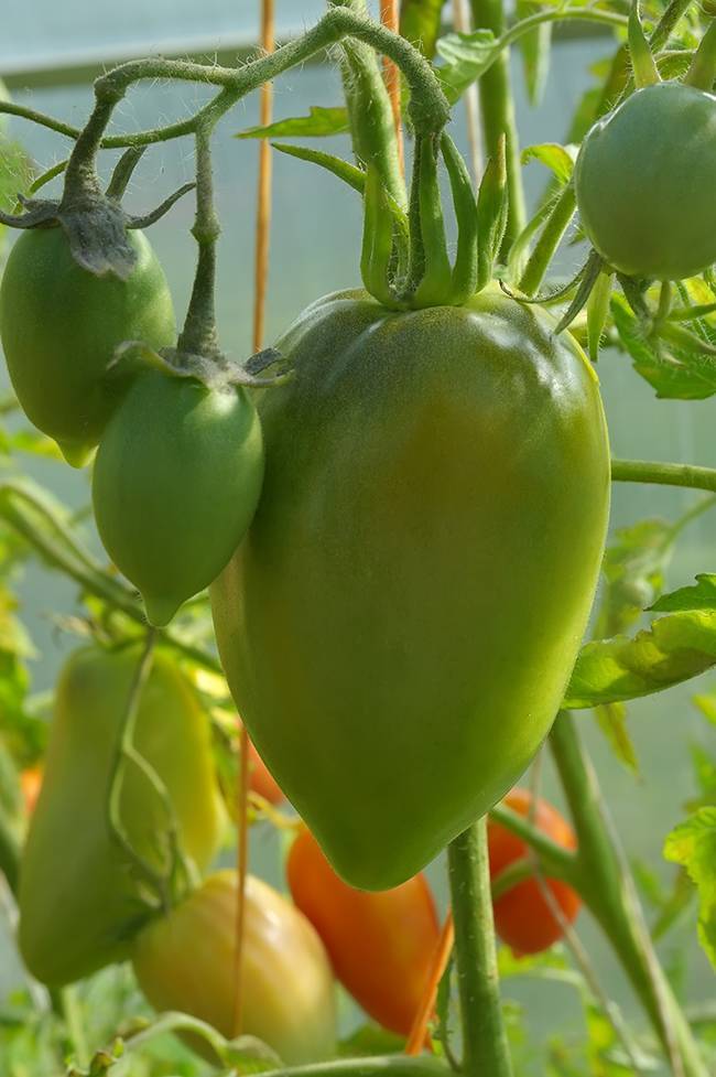 Сорта томатов: сибирский скороспелый
