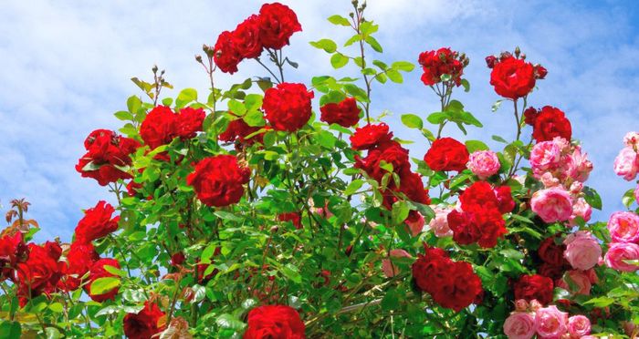 Почему не цветет плетистая роза, а растет в высоту