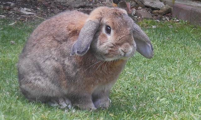 Причины и лечение вздутия живота или метеоризма у кроликов