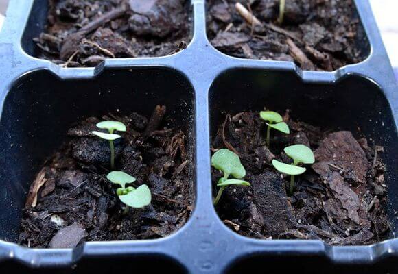Технология выращивание базилика из семян: правильный уход после посадки дома
