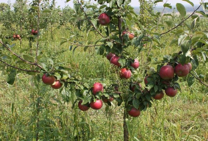 Сорт яблони антей – описание, фото