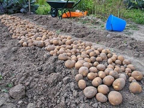 Описание картофеля сорта «киви» — как поднять урожайность