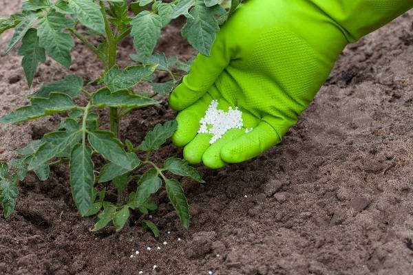Карбамид как удобрение: состав, преимущества и недостатки применения на огороде