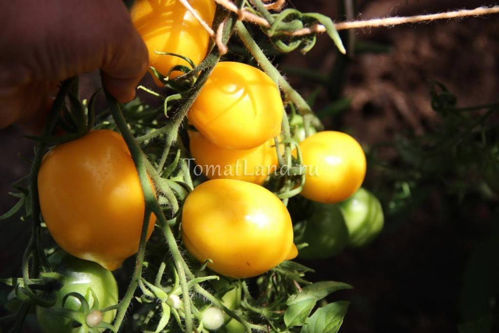 Характеристика и описание сорта томата Чудо света, его урожайность