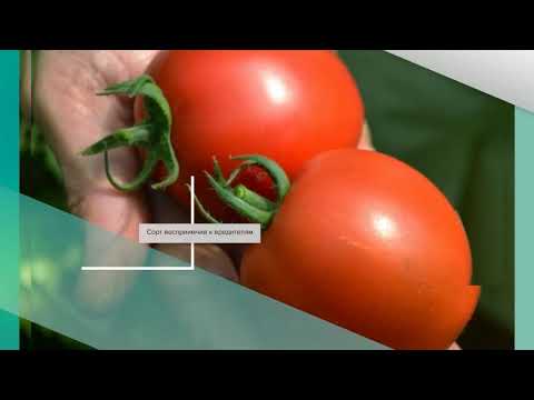Описание и характеристика гибридного сорта томата яки f1
