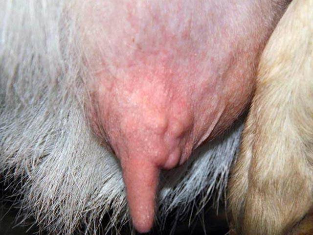 Послеродовый отек молочной железы коз