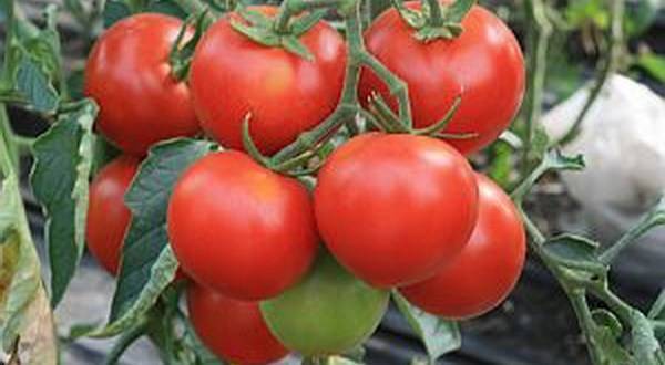 Фото, отзывы, описание, характеристика, урожайность сорта помидора «сосулька» — черная, оранжевая и желтая