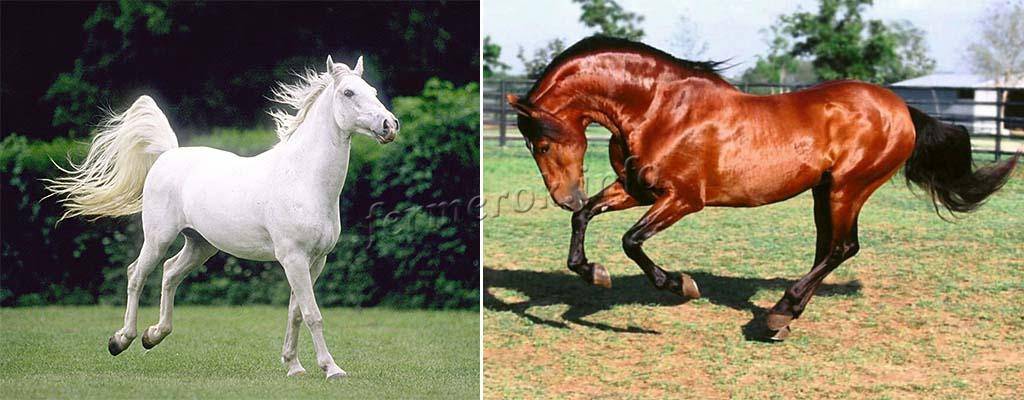 Особенности андалузской лошади