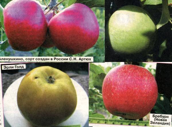 Сорта яблонь разных сроков созревания