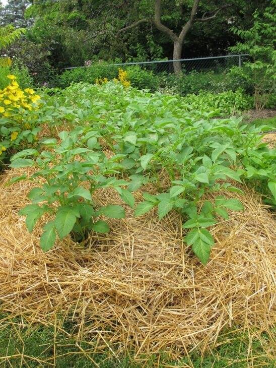 Как получить хороший урожай картофеля на своем участке даже на малой площади